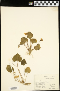 Viola missouriensis image