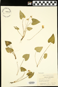 Viola palmata var. palmata image