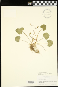 Viola primulifolia image