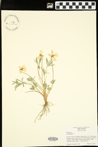 Viola palmata image