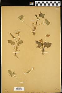 Viola palmata image