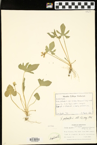 Viola palmata var. triloba image