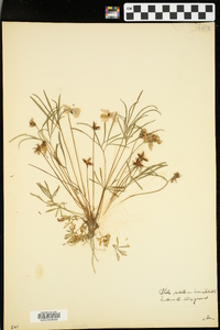 Viola pedata var. lineariloba image