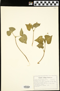 Viola pensylvanica image