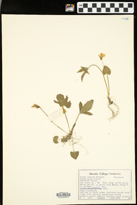 Viola triloba image