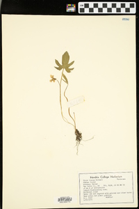 Viola viarum image