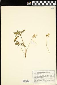 Viola viarum image