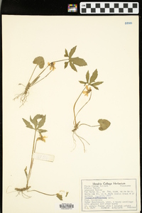 Viola viarum image