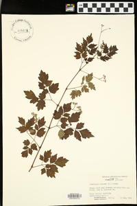 Nekemias arborea image