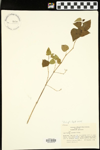 Ampelopsis cordata image