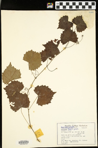 Ampelopsis cordata image