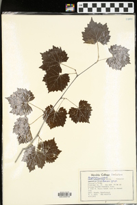 Ampelopsis cordata image