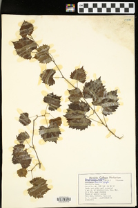 Vitis rotundifolia image