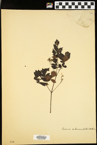 Cissus arborea image