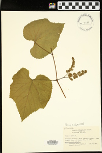 Vitis vulpina image