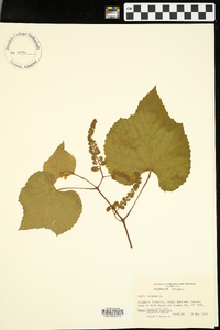 Vitis vulpina image