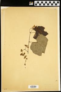 Vitis vulpina image