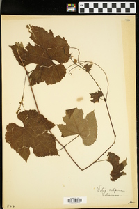 Vitis vulpina image