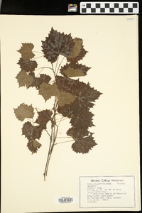 Vitis rotundifolia image