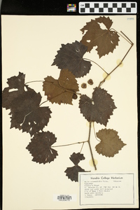 Vitis rotundifolia image