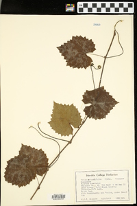 Vitis rotundifolia image