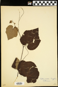 Vitis cinerea image