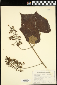 Vitis cinerea image