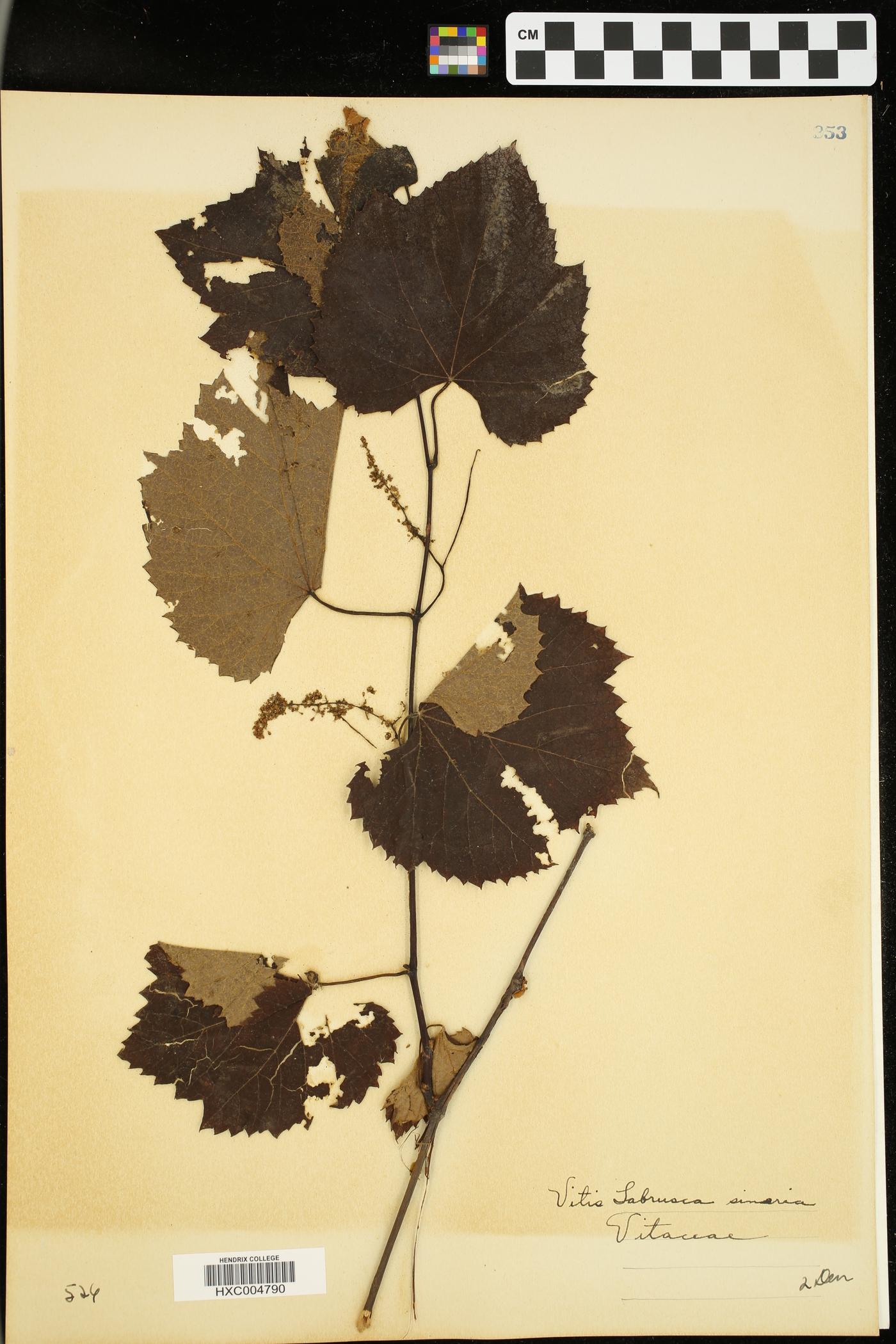 Vitis labruscana image