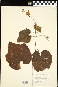 Vitis labruscana image