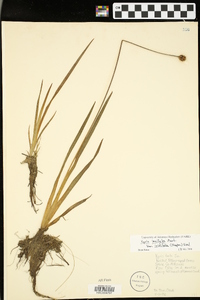 Xyris laxifolia image