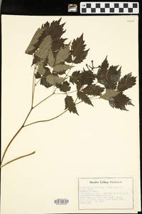 Actaea pachypoda image