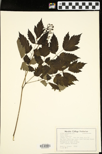 Actaea pachypoda image