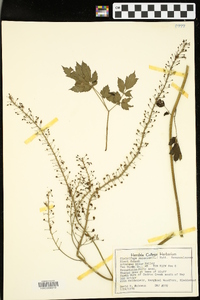 Actaea racemosa image