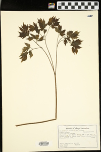 Actaea racemosa image