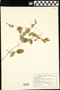 Clematis pitcheri image