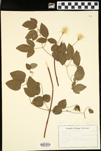 Clematis versicolor image