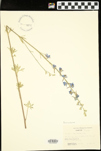 Delphinium carolinianum image