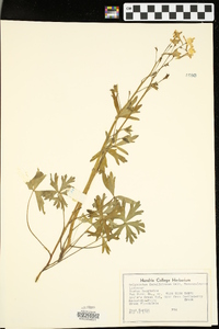 Delphinium carolinianum image