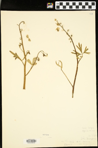 Delphinium tricorne image