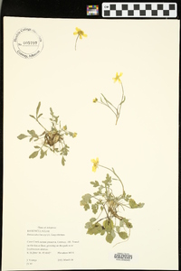 Ranunculus harveyi image