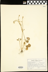 Ranunculus harveyi image