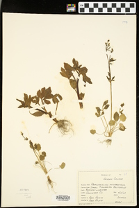 Ranunculus micranthus image