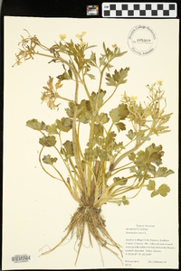 Ranunculus repens image