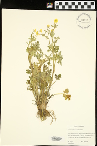 Ranunculus sardous image