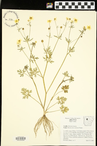 Ranunculus sardous image