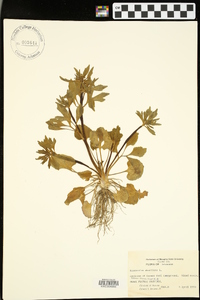 Ranunculus bulbosus image