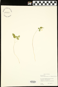 Thalictrum thalictroides image