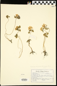 Thalictrum thalictroides image