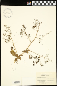 Thalictrum amphibolum image