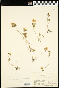 Thalictrum thalictroides image